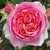 Rózsaszín - Nosztalgia rózsa - Amandine Chanel